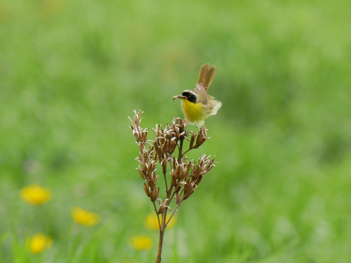 Common Yellowthroat - ML620760218