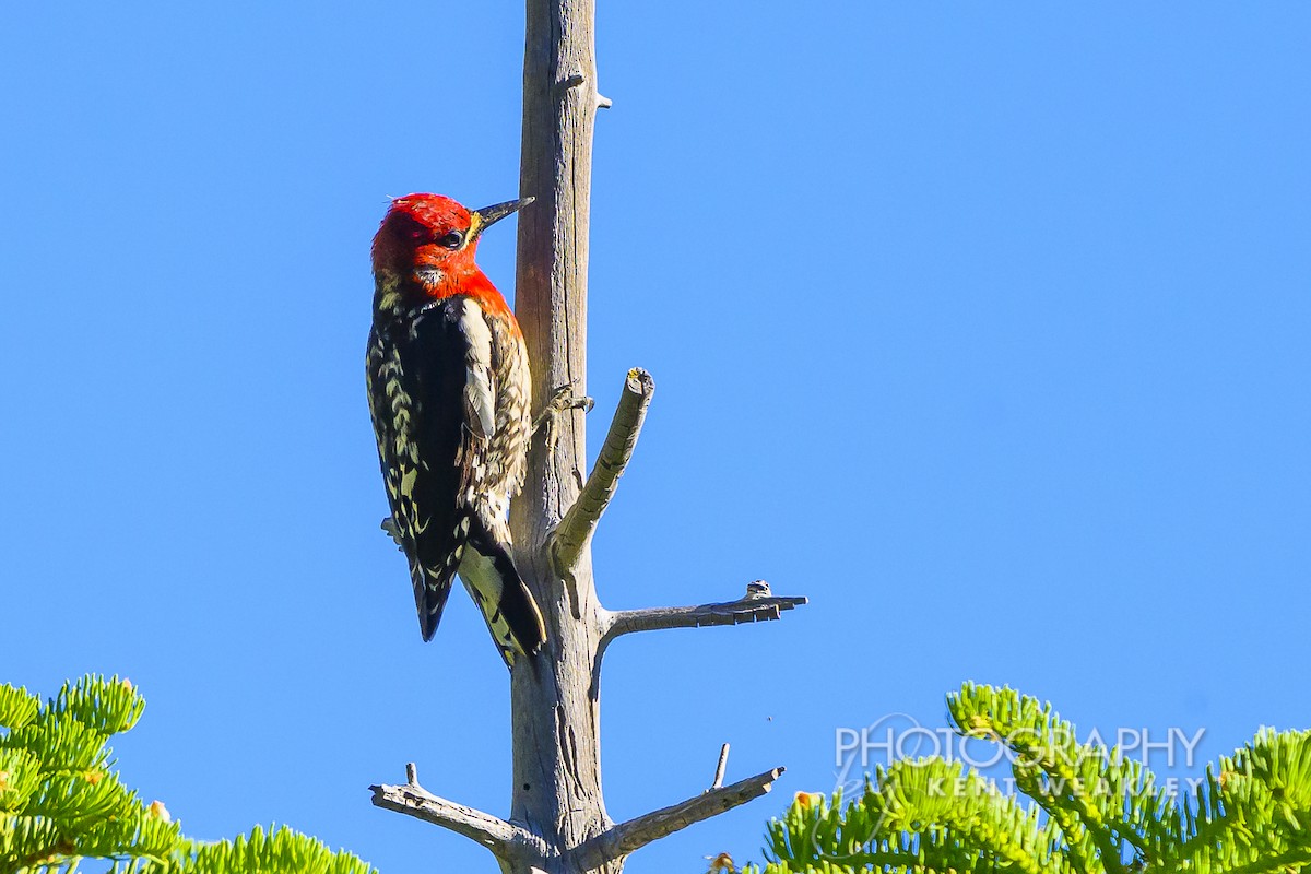 Red-breasted Sapsucker - ML620760221