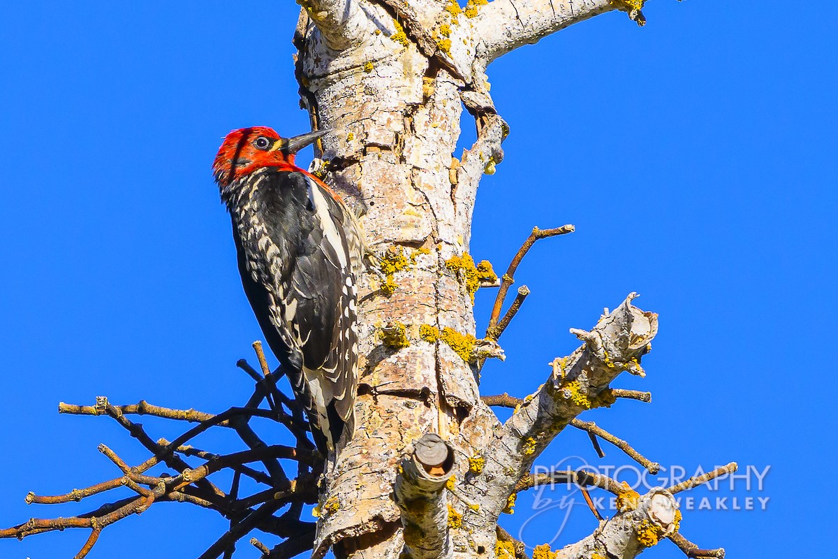 Red-breasted Sapsucker - ML620760222