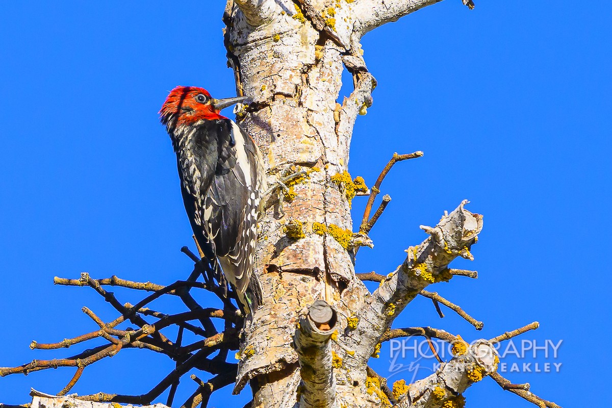 Red-breasted Sapsucker - ML620760223