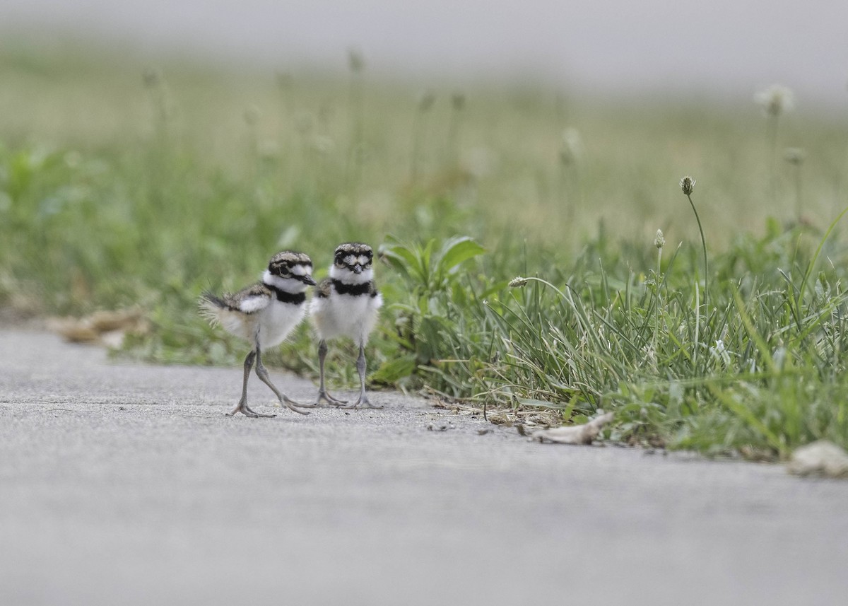 Killdeer - ML620760233