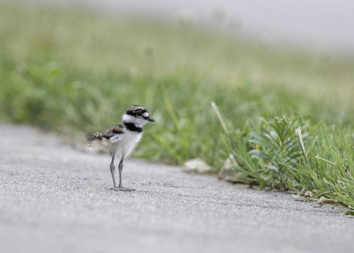 Killdeer - Carol Goodall