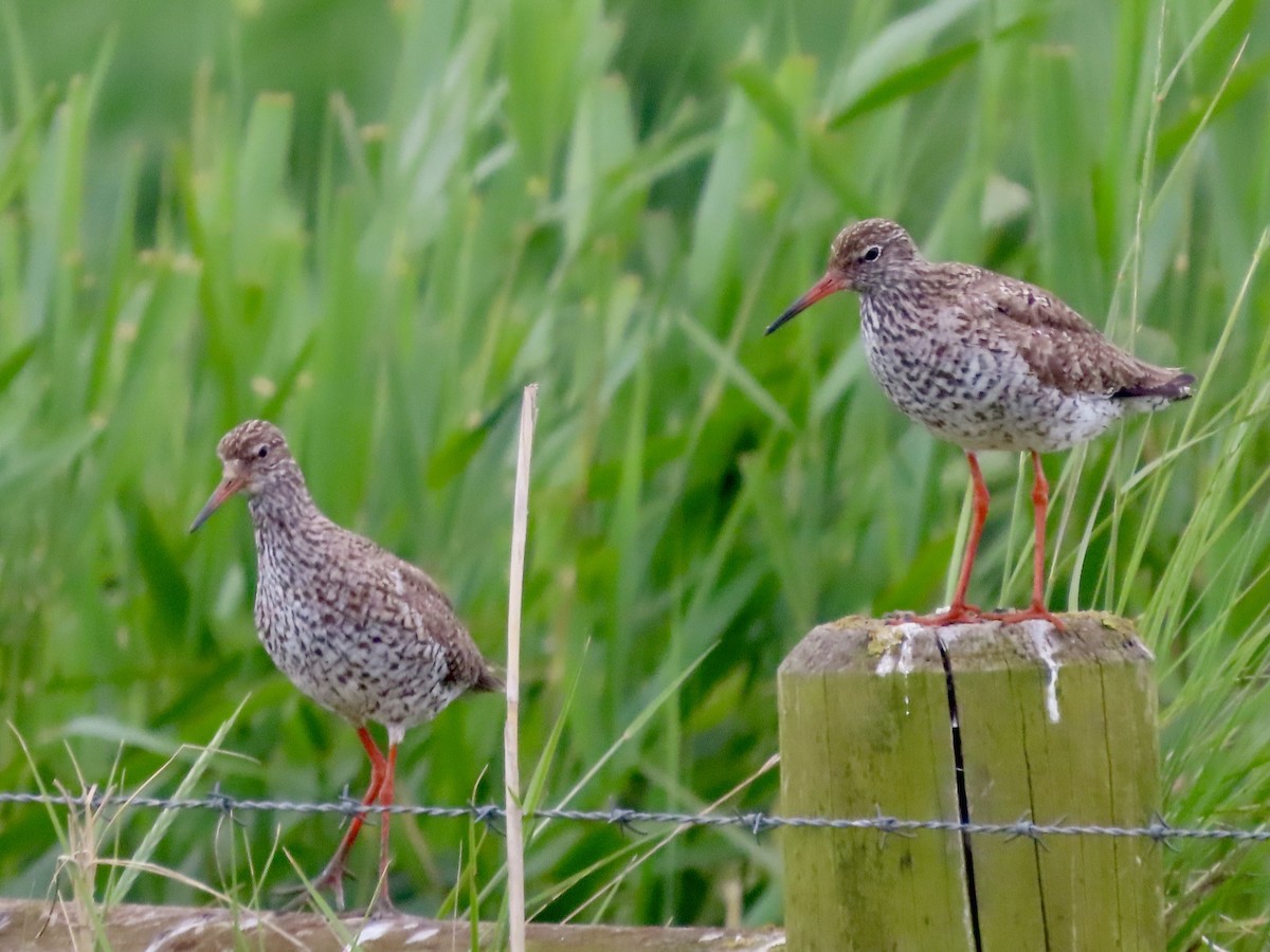 Common Redshank - ML620760235