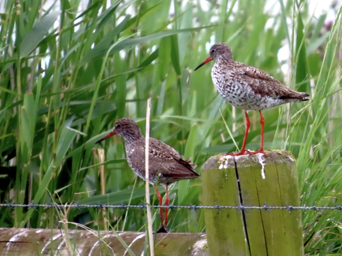 Common Redshank - ML620760236