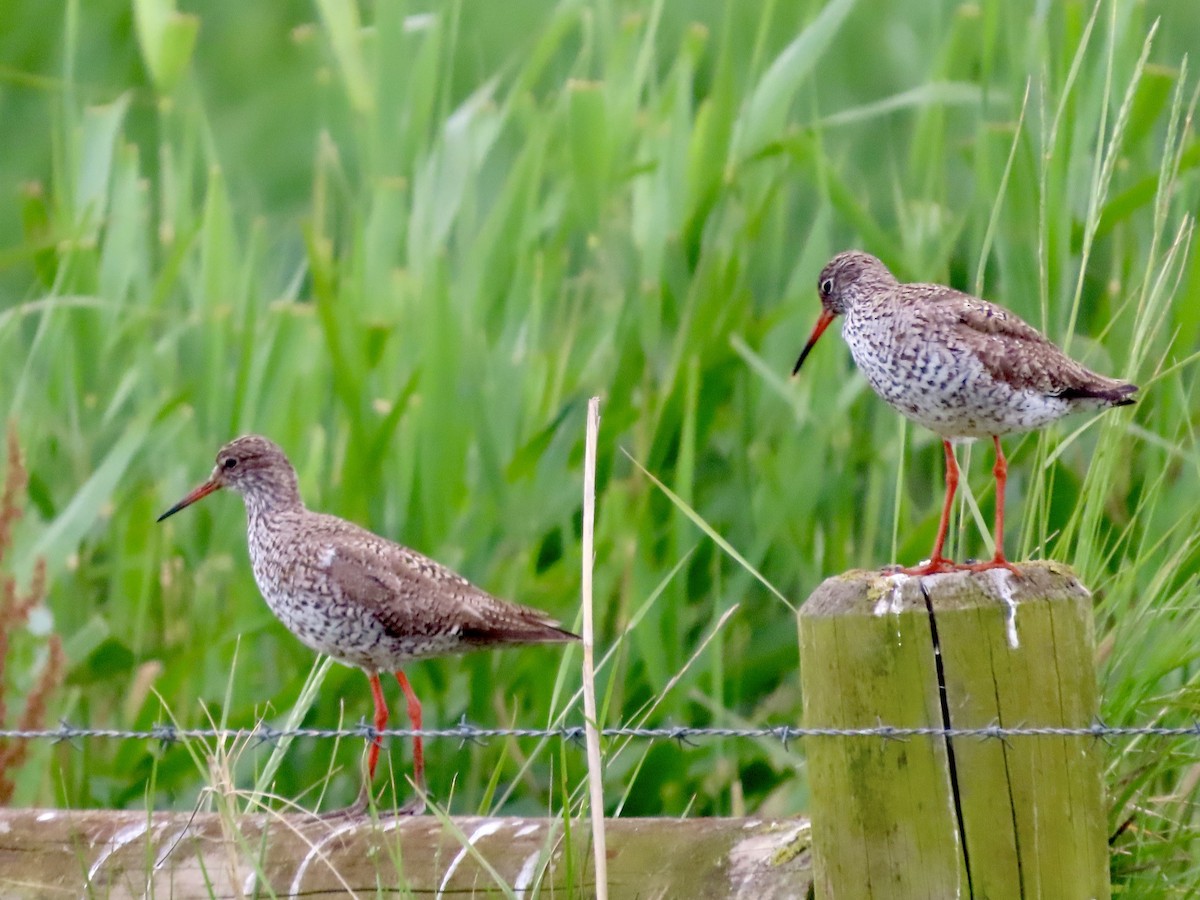 Common Redshank - ML620760237