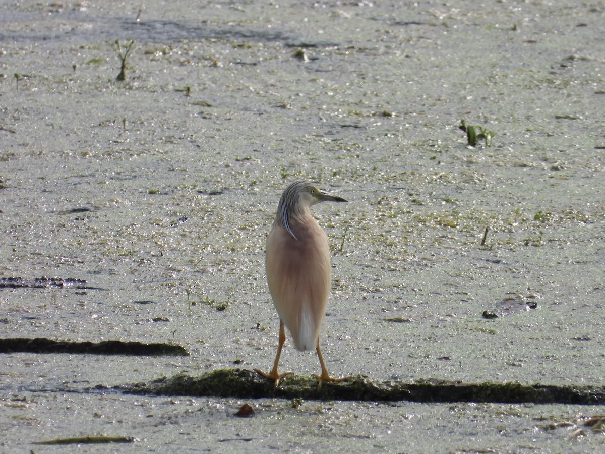 Squacco Heron - ML620760247