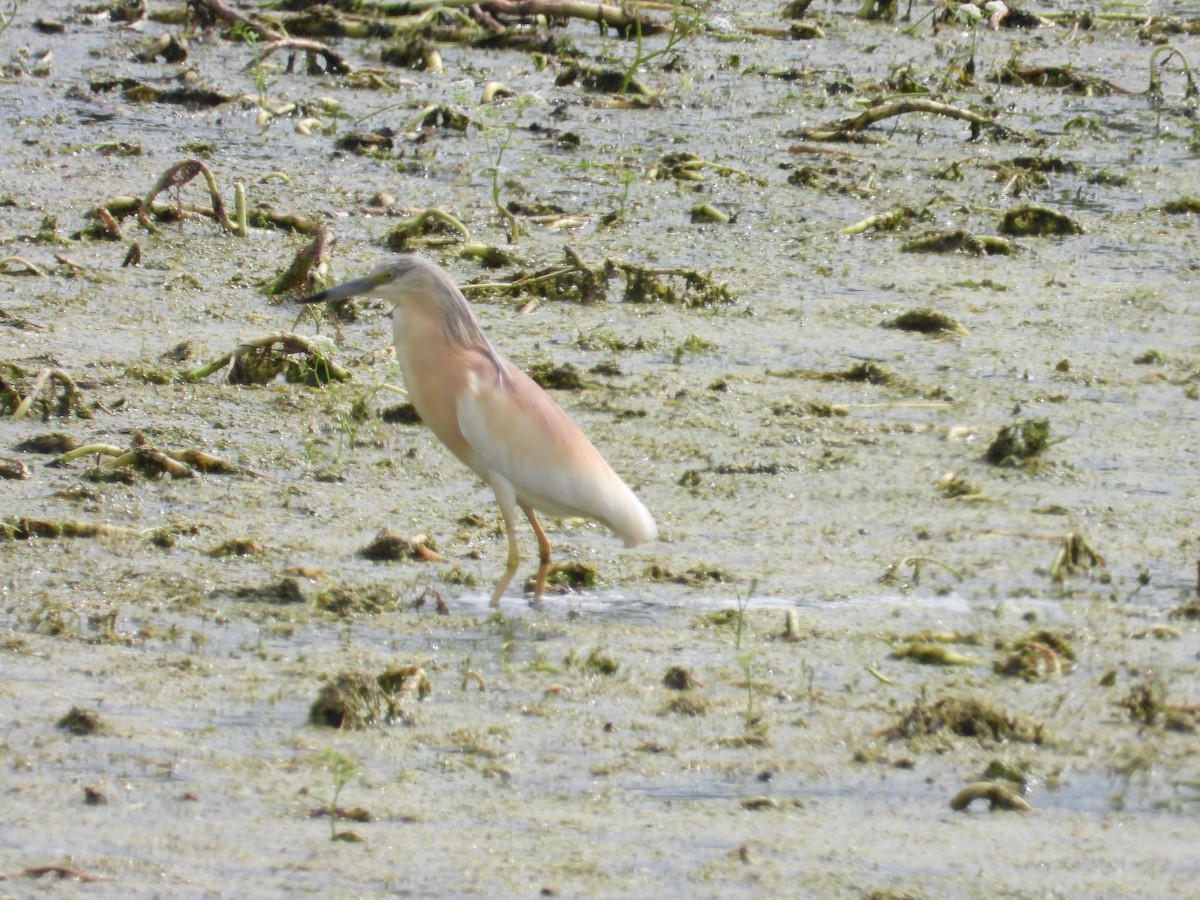 Squacco Heron - ML620760248