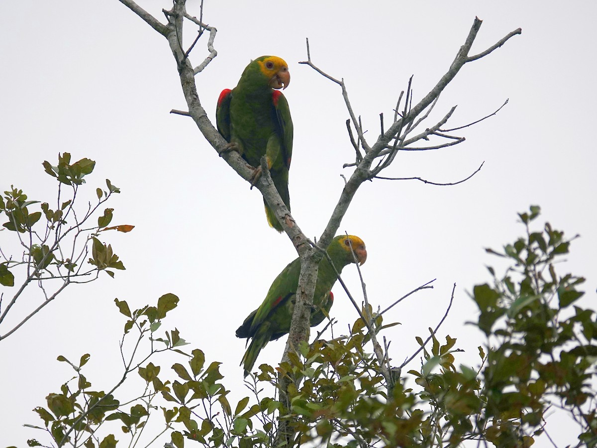 キガシラボウシインコ - ML620760252