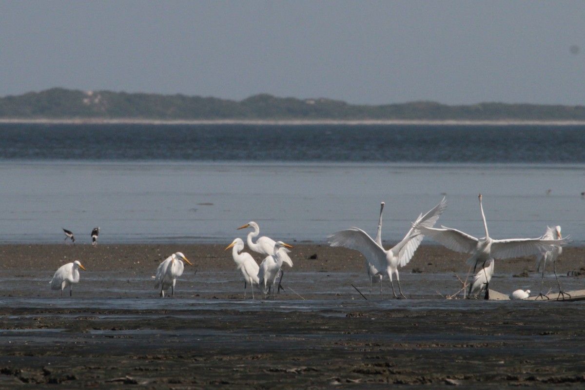 Great Egret - Giuliano Müller Brusco