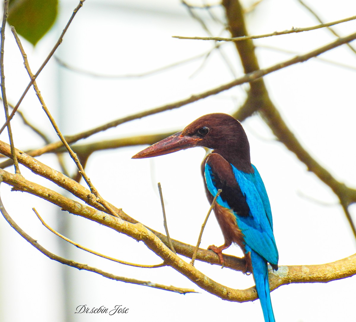 White-throated Kingfisher - ML620760254