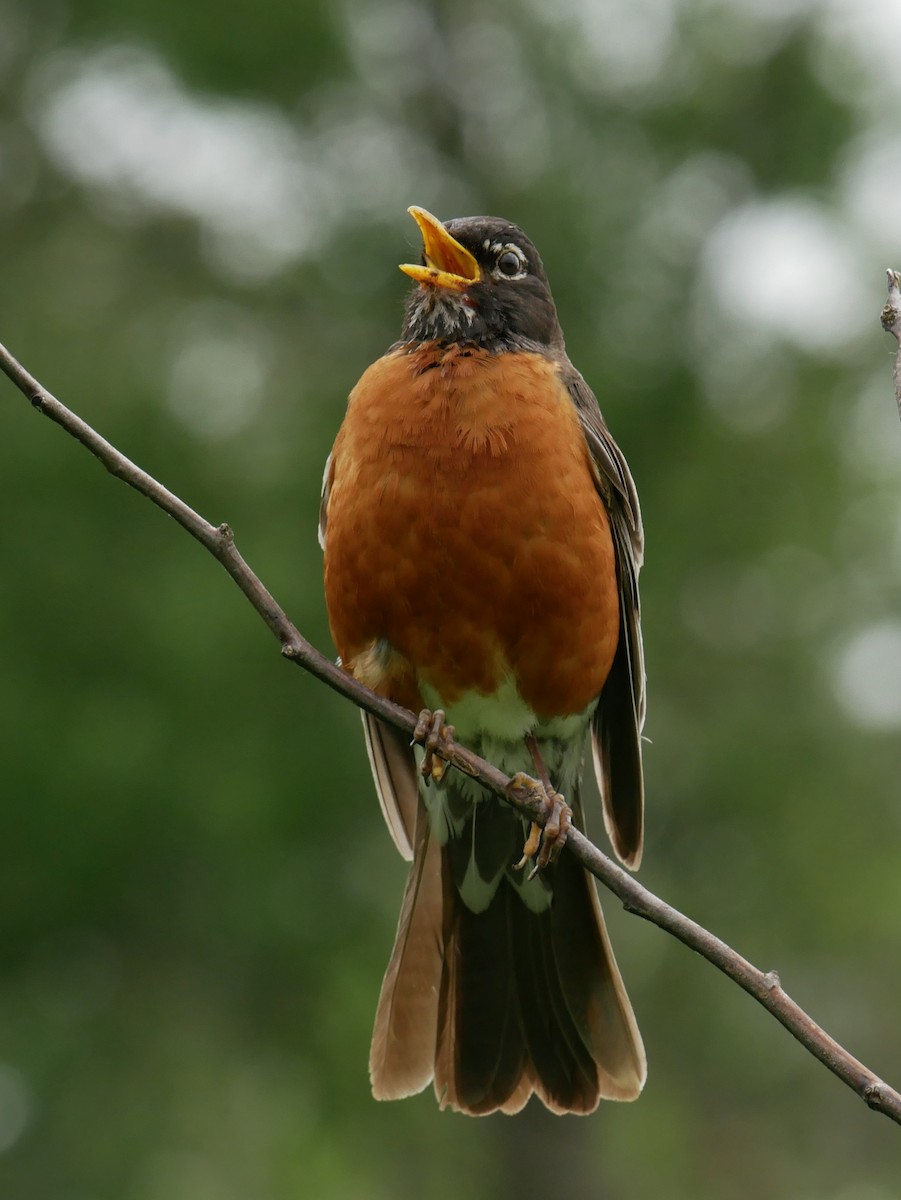 American Robin - Gail Smith