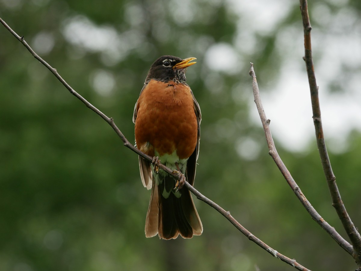 American Robin - ML620760257