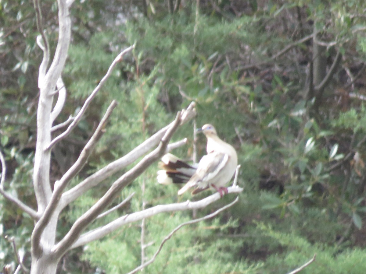 White-winged Dove - ML620760258