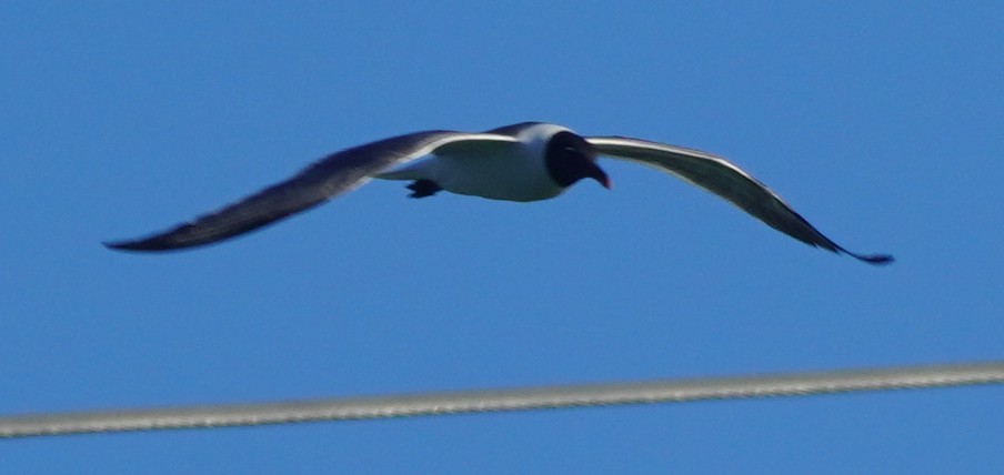 Gaviota Guanaguanare - ML620760259