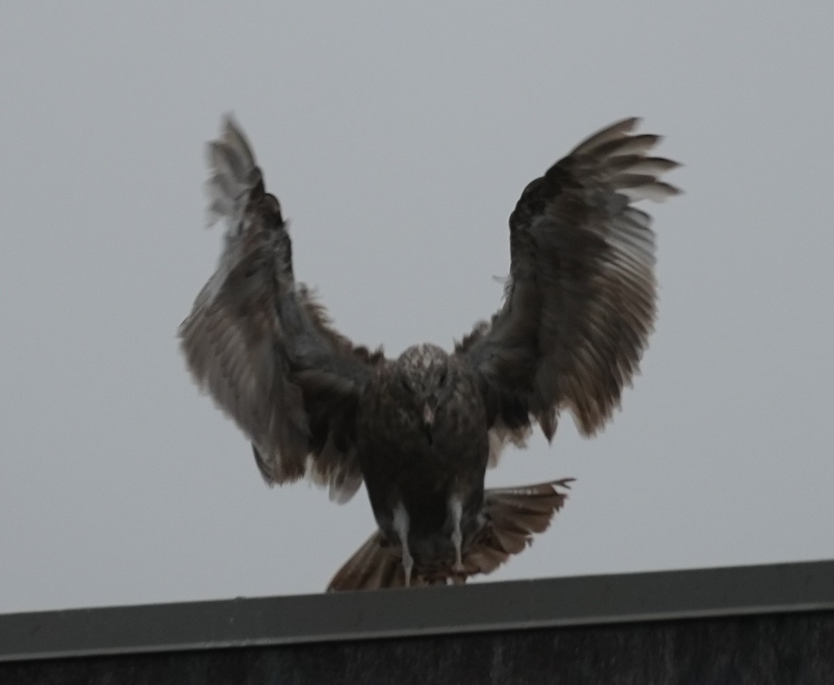 Herring Gull - Ney Bero