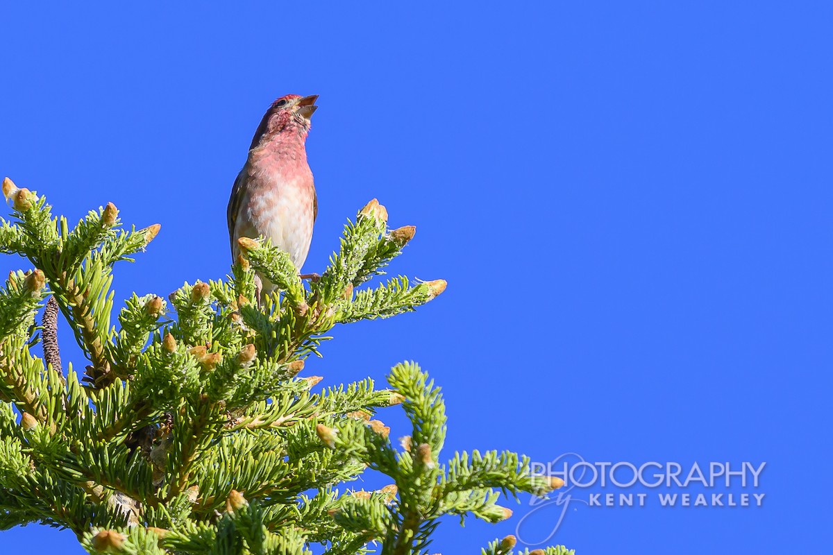 Roselin pourpré (californicus) - ML620760264