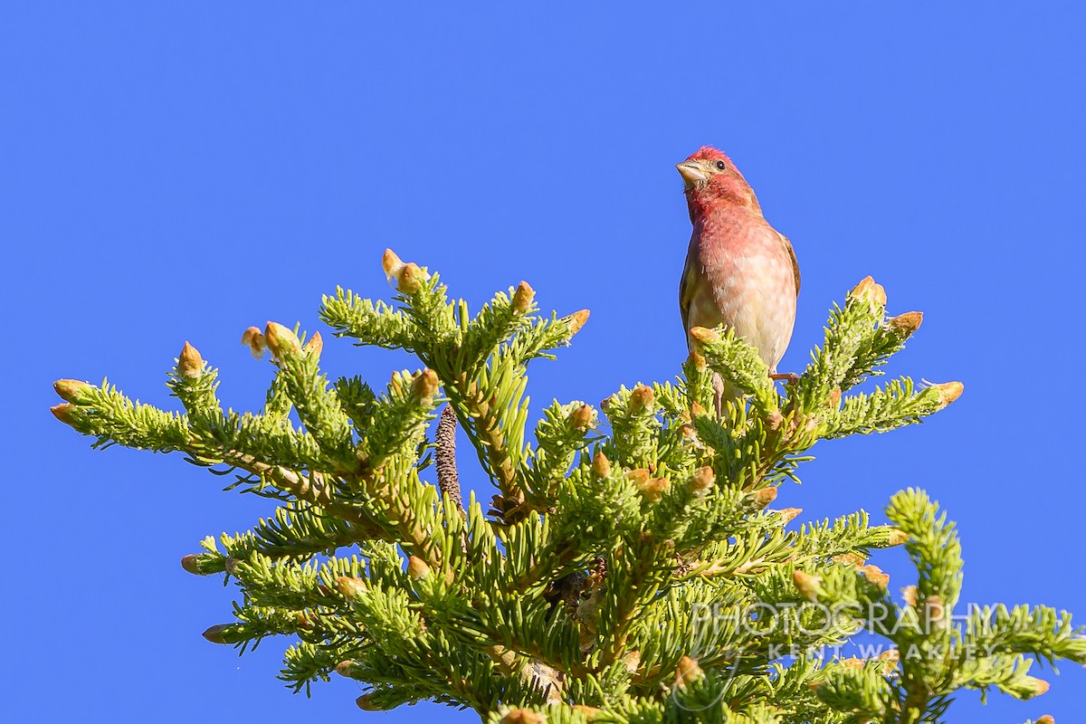 Purple Finch (Western) - ML620760265