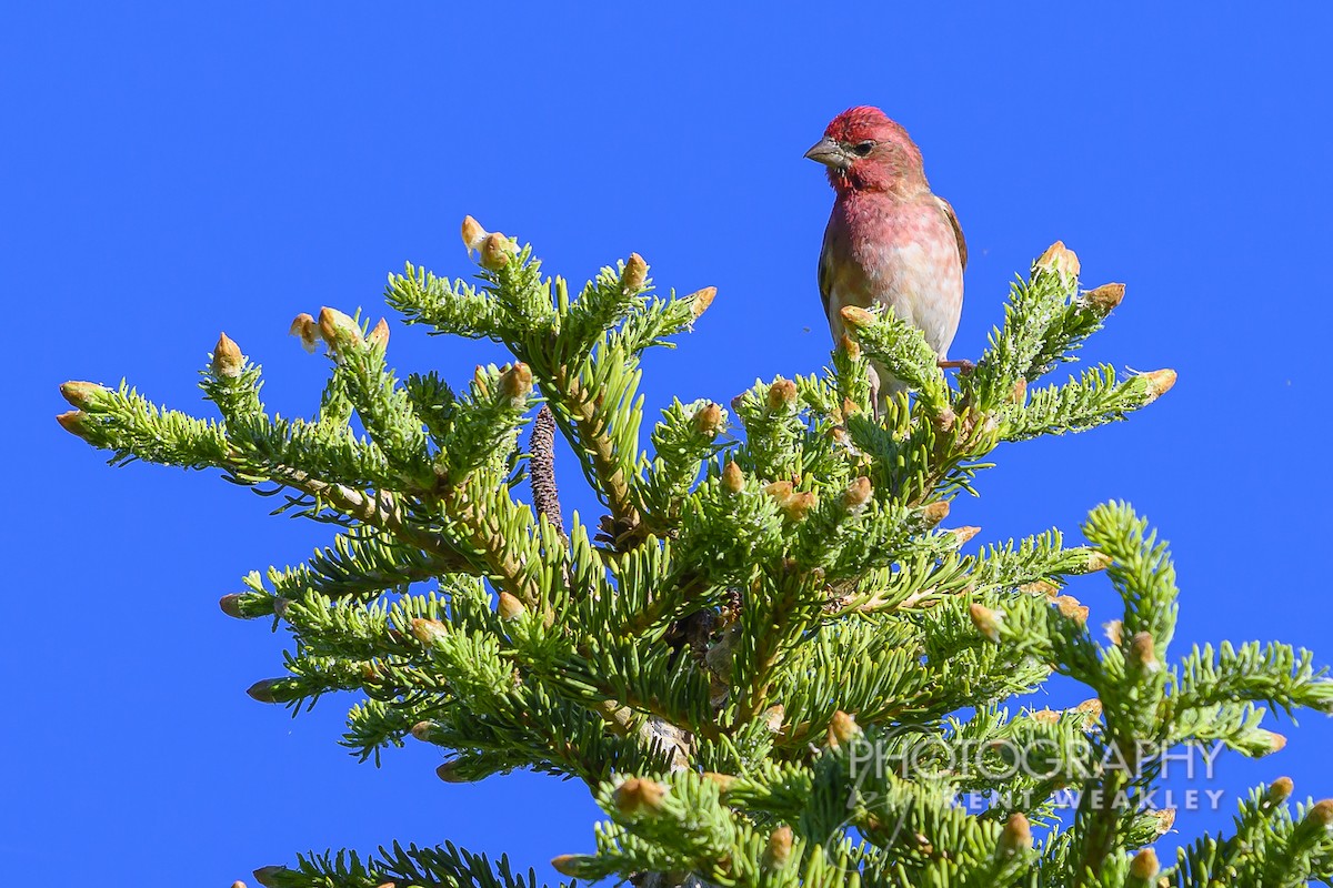 Purple Finch (Western) - ML620760266