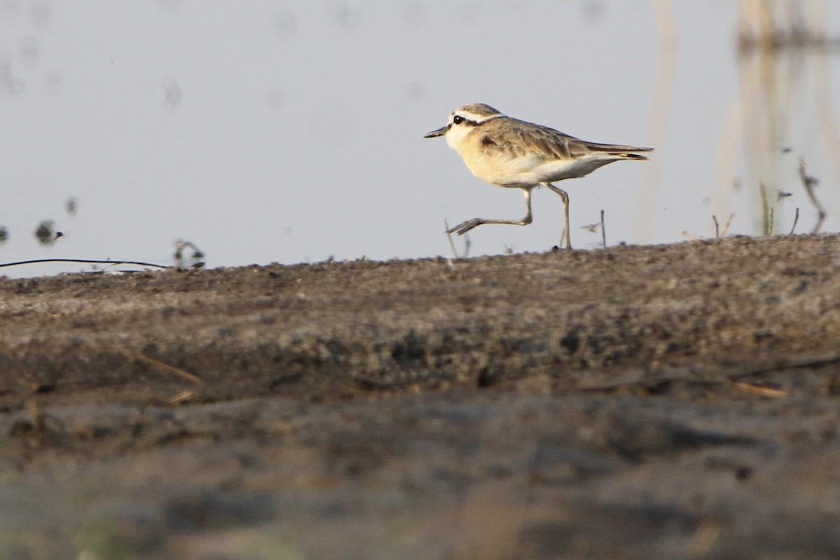 Kittlitz's Plover - ML620760267