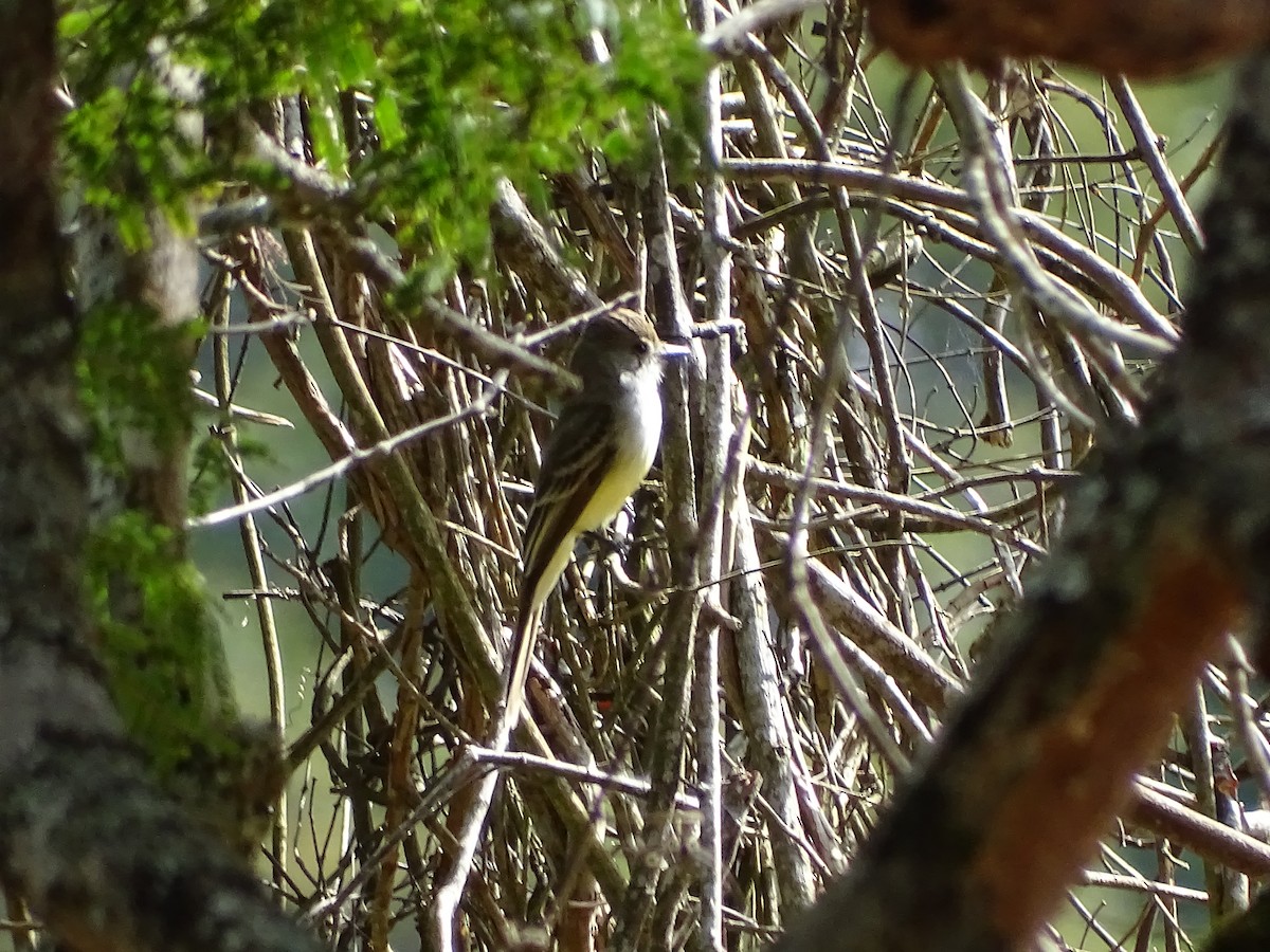 tanımsız Myiarchus sp. - ML620760270