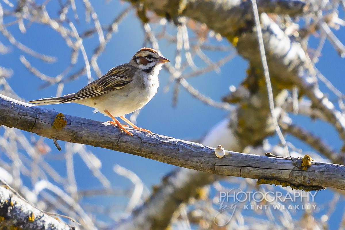 Lark Sparrow - ML620760271