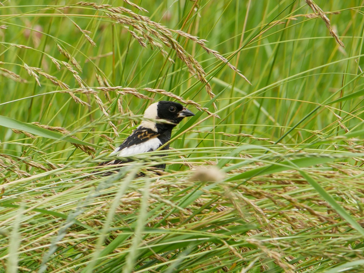 bobolink americký - ML620760273