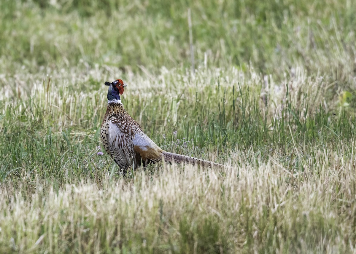 Ring-necked Pheasant - ML620760278