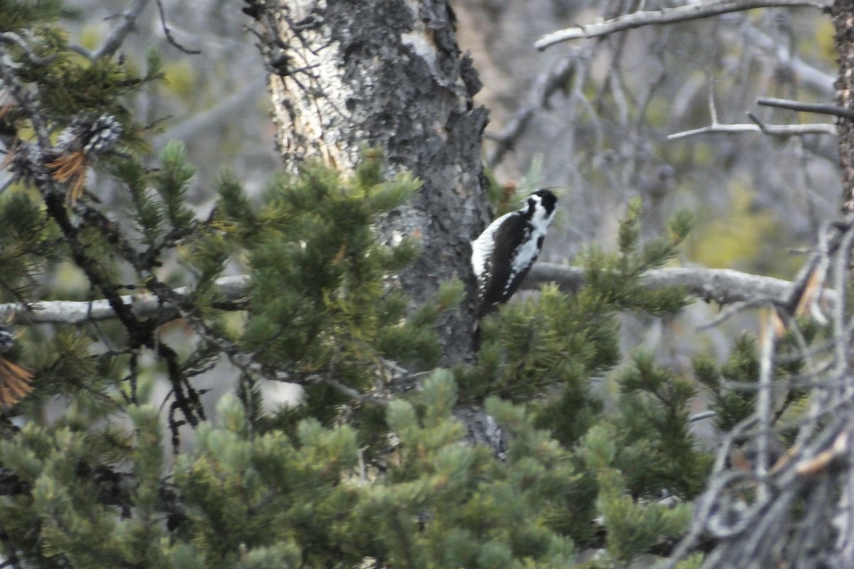 American Three-toed Woodpecker - ML620760281