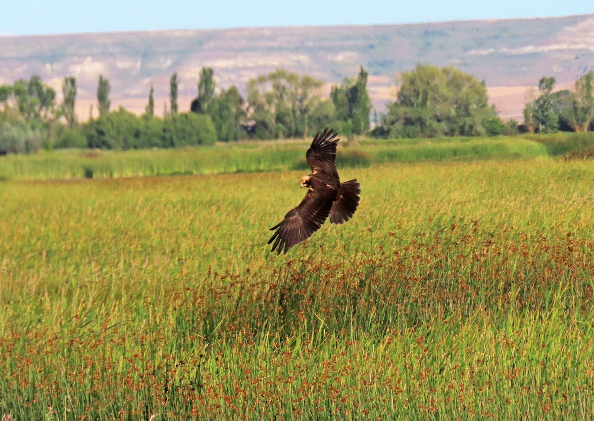 Western Marsh Harrier - ML620760291