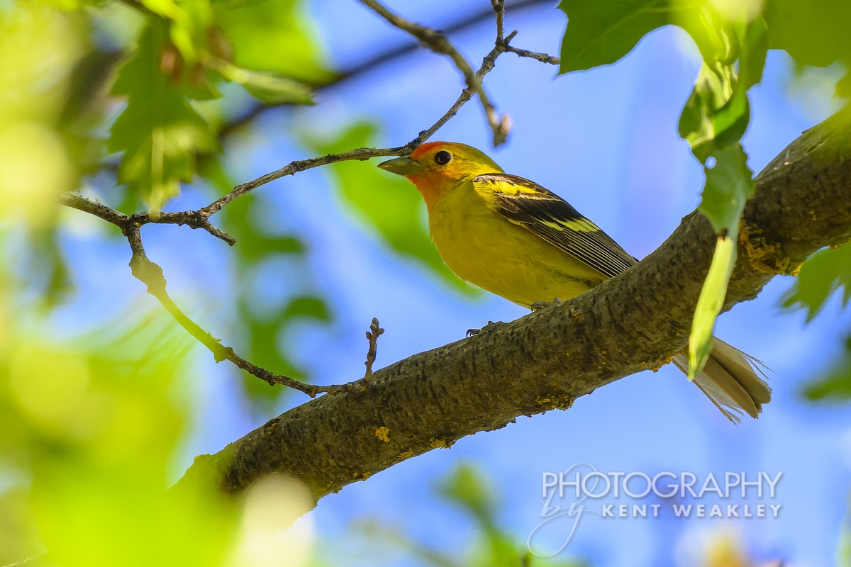 Western Tanager - ML620760292