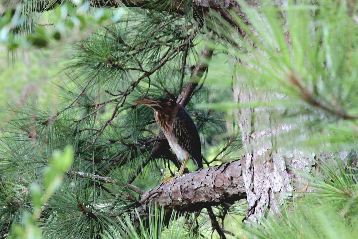 Green Heron - ML620760297