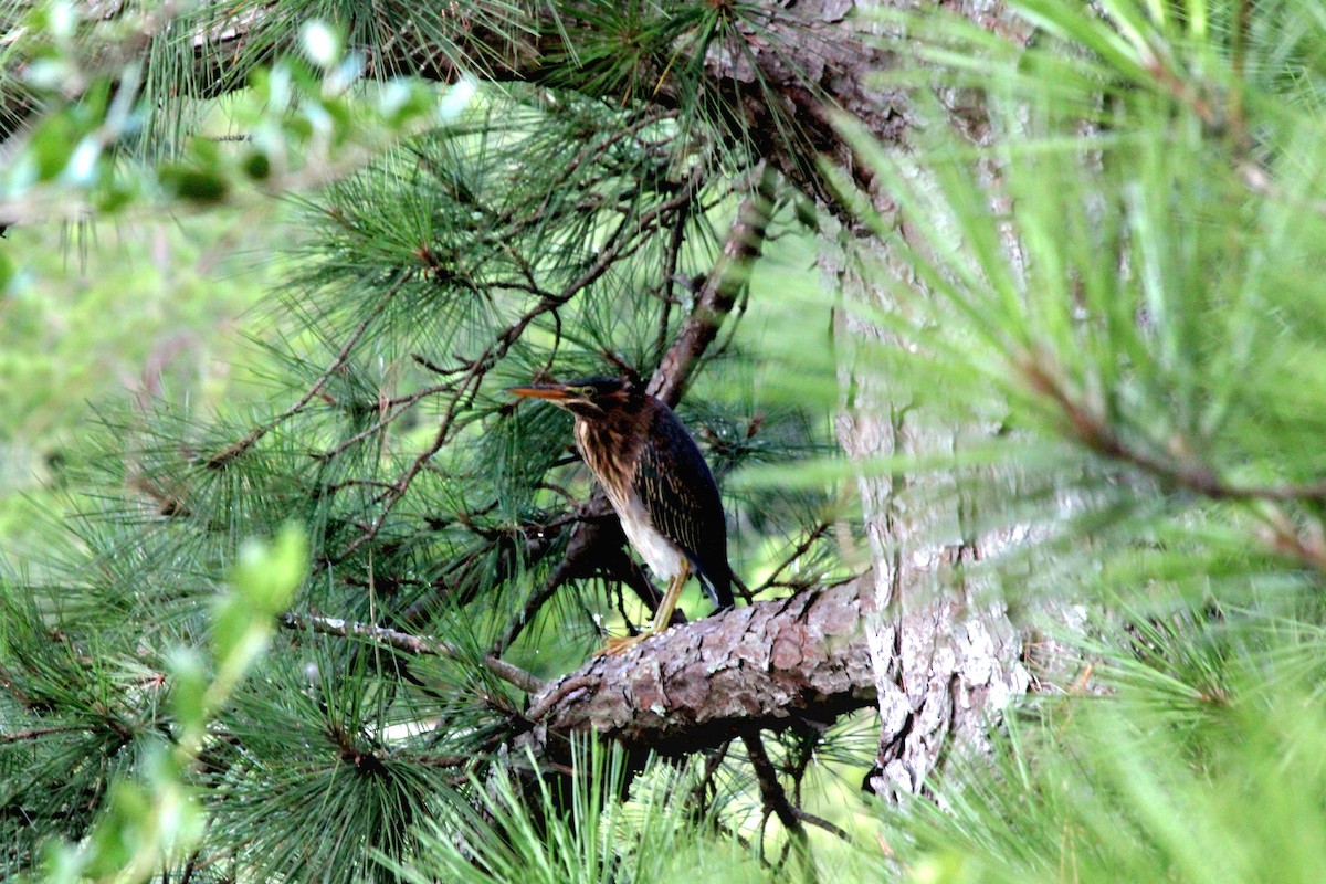 Green Heron - ML620760300