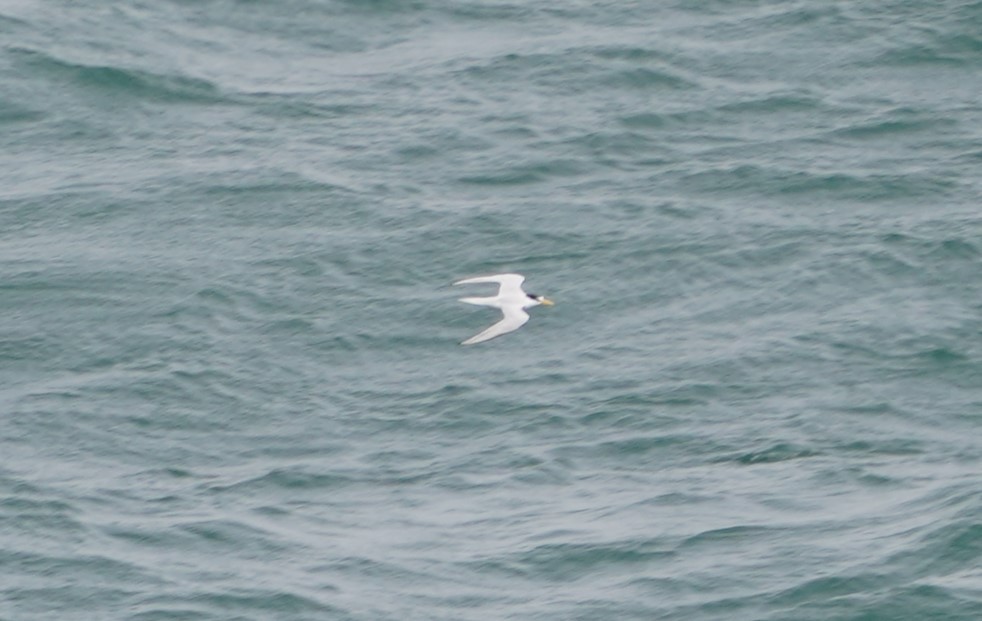 Least Tern - ML620760303