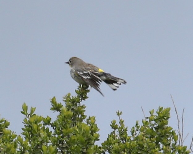 Yellow-rumped Warbler - ML620760304