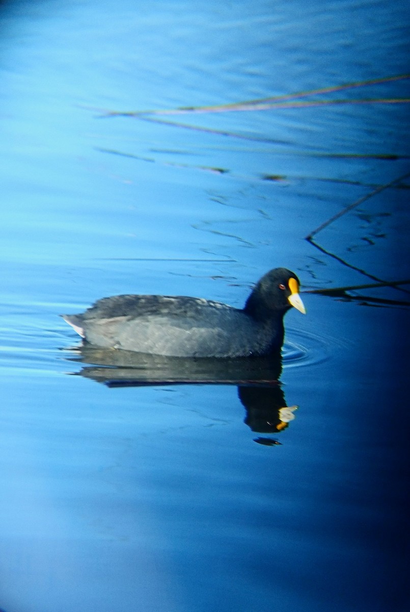 White-winged Coot - ML620760305