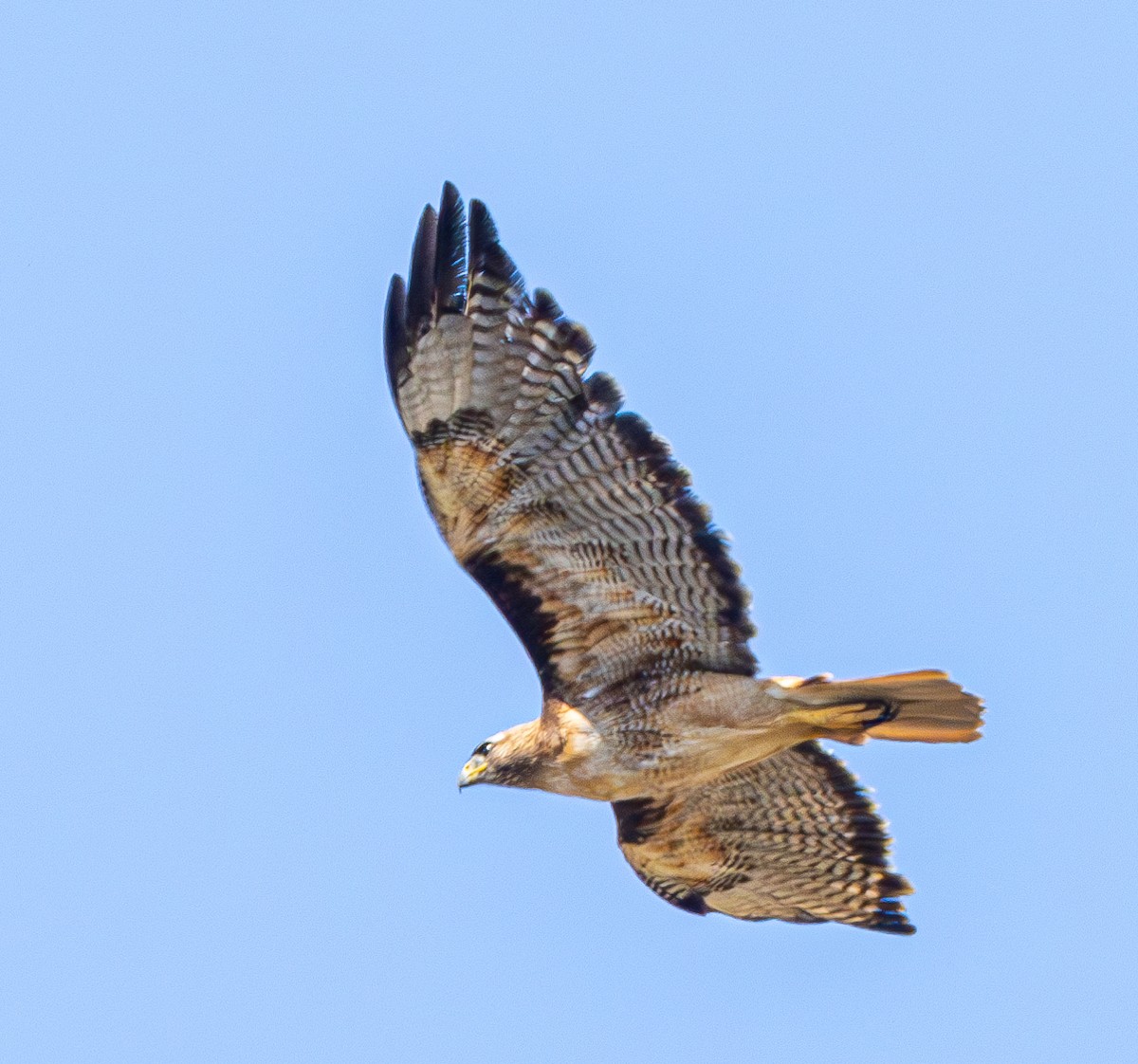 Red-tailed Hawk - ML620760312