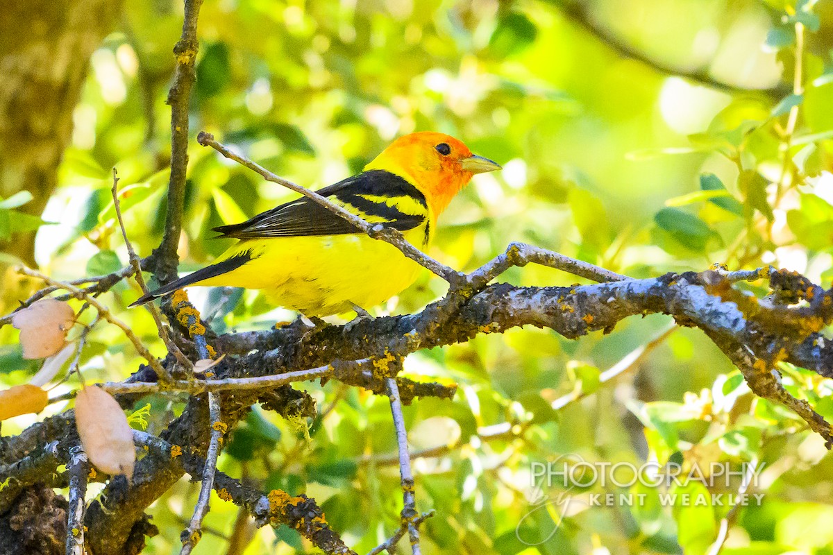 Western Tanager - ML620760317