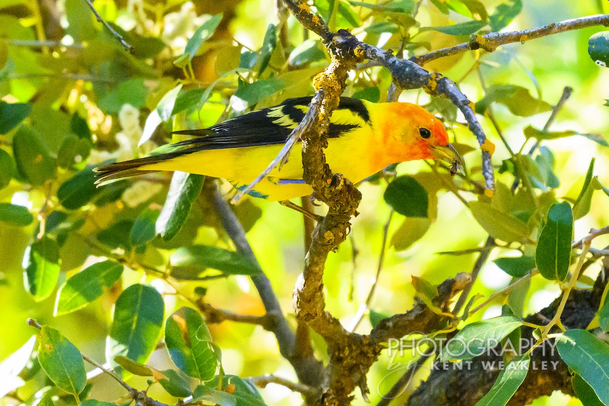 Western Tanager - ML620760318