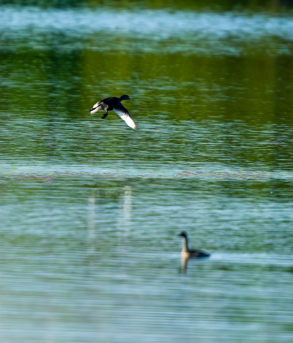 Least Grebe - A Birder