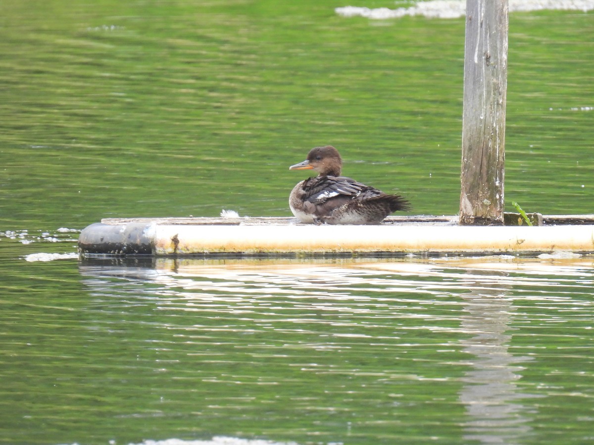 Hooded Merganser - ML620760337