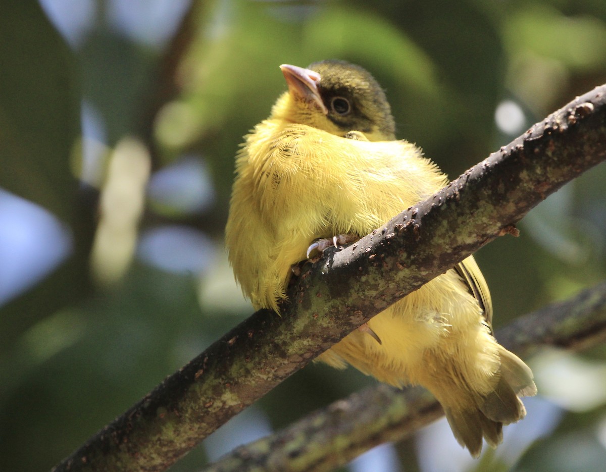 Baglafecht Weaver - ML620760340