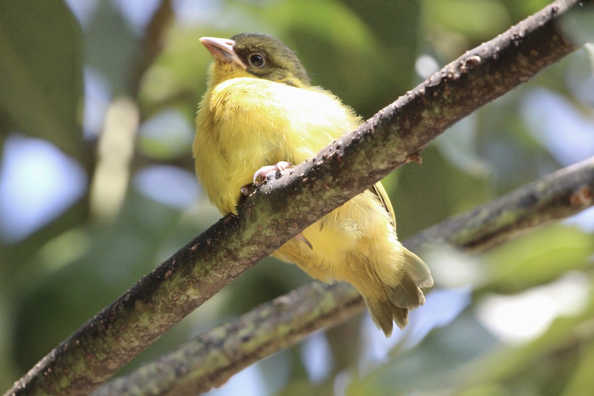 Baglafecht Weaver - ML620760341