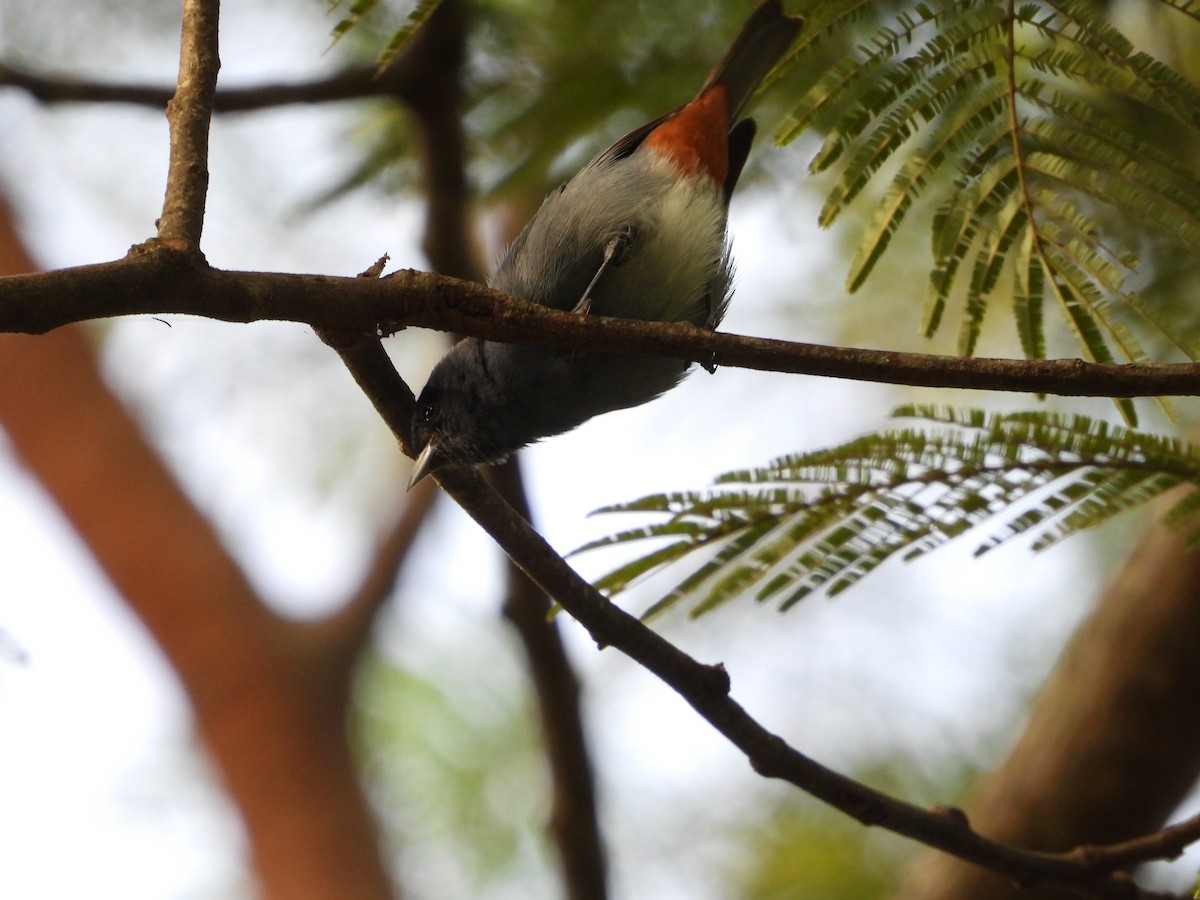 Chestnut-vented Conebill - ML620760342