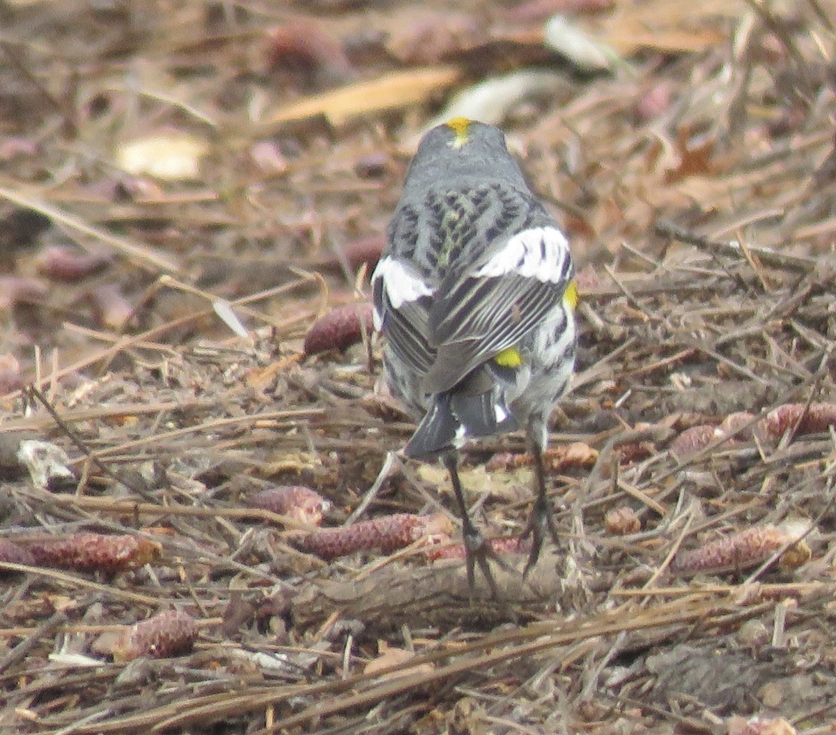 Yellow-rumped Warbler - ML620760345