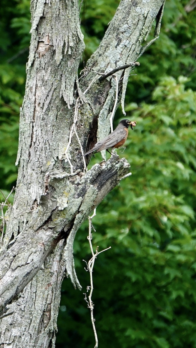 American Robin - ML620760349