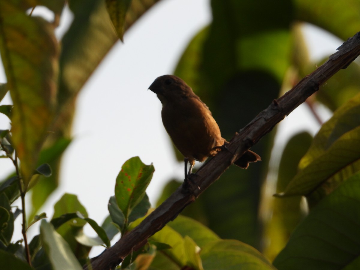 Chestnut-bellied Seed-Finch - ML620760352