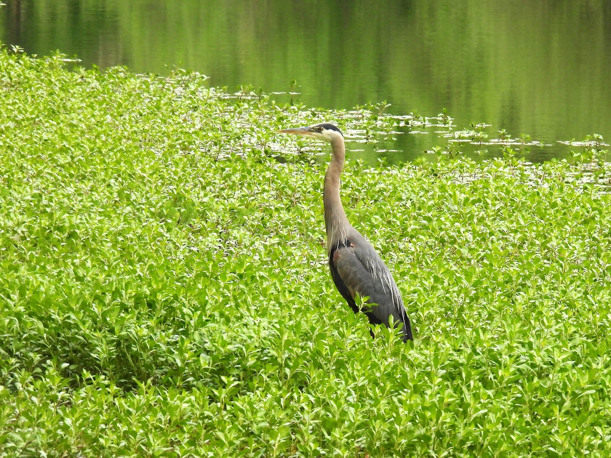 Great Blue Heron (Great Blue) - ML620760354