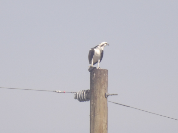 Águila Pescadora (ridgwayi) - ML620760356