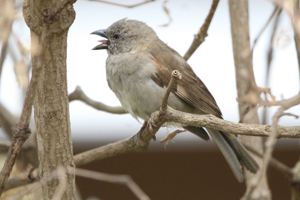 Swahili Sparrow - ML620760359