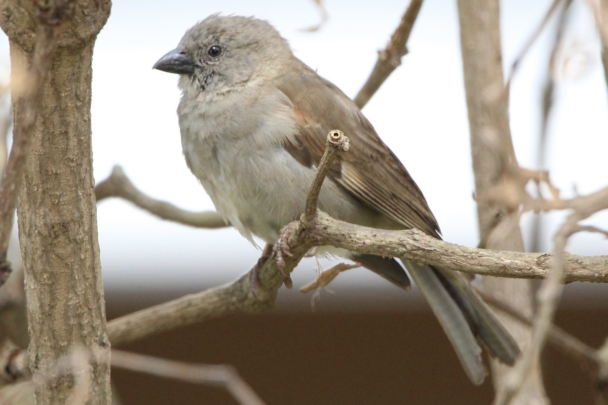 Swahili Sparrow - ML620760360